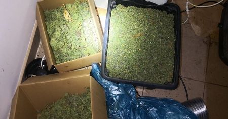 Nielegalna uprawa konopi indyjskich zlikwidowana. Przechwycono prawie 30 kg marihuany