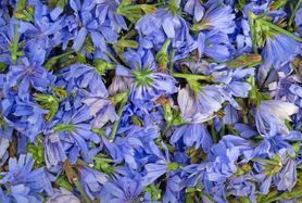 Cykoria podróżnik – wygląd, właściwości i zastosowanie