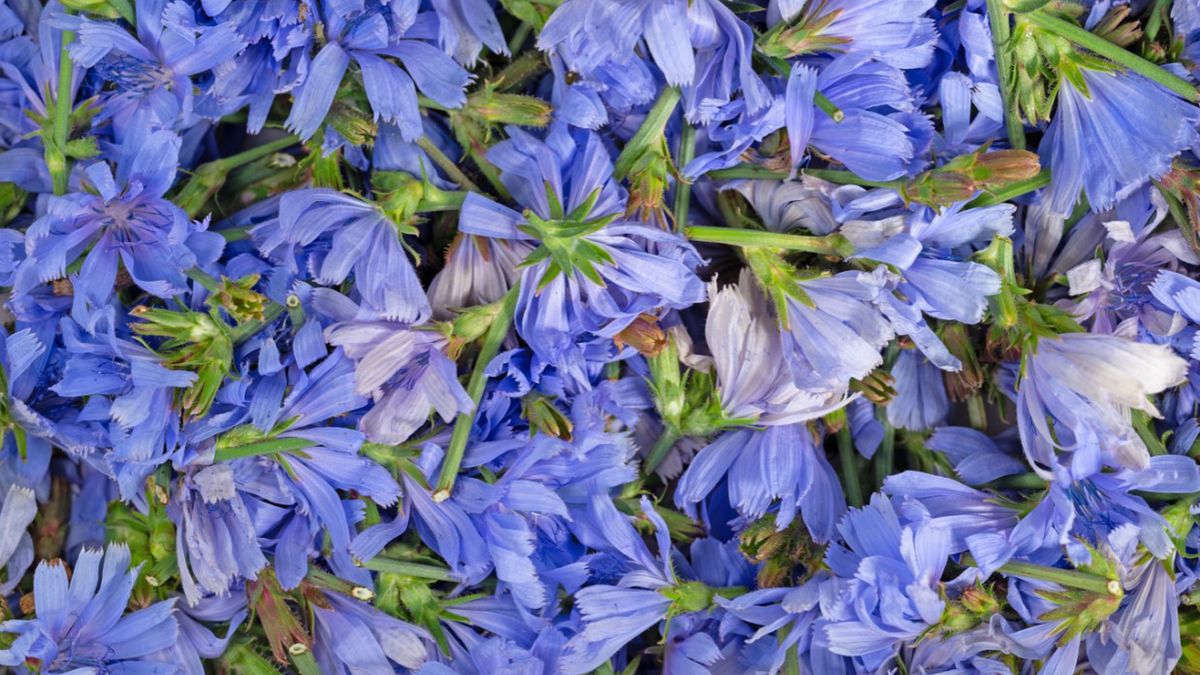 Cykoria podróżnik znajduje zastosowanie w przemyśle spożywczym, ale można po nią sięgać również w celach leczniczych.