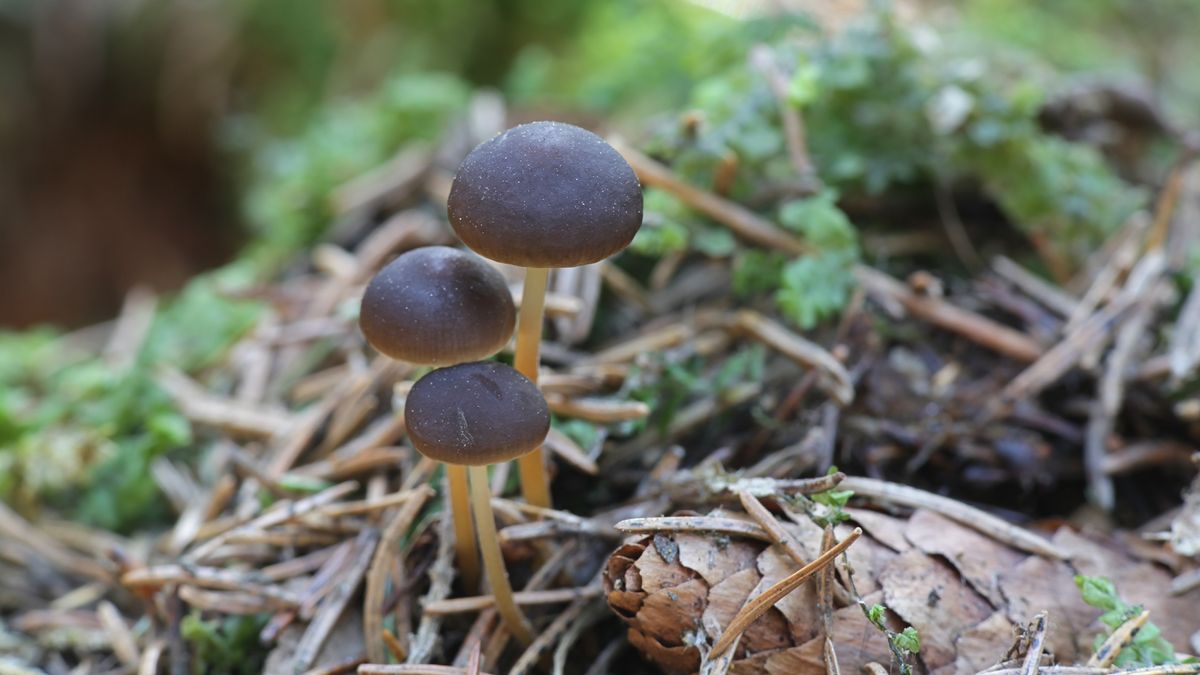 Szyszkówka świerkowa rośnie już od marca