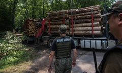 Rząd Tuska otwiera drogę do wycinki Puszczy Białowieskiej?