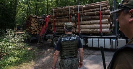 Rząd Tuska otwiera drogę do wycinki Puszczy Białowieskiej?