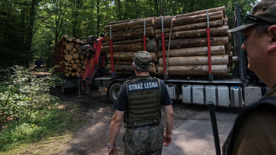 Wycinka Puszczy Bia?owieskiej
02.08.2017 Puszcza Bialowieska. Ciezarowka wywozi drewno z puszczy. 
Po decyzji Trybunalu Sprawiedliwosci UE o wstrzymaniu wycinki oraz wywozenia drzew z puszczy bialowieskiej wycinki drzewostan?w ponad stuletnich nadal trwaja w strefie UNESCO.

fot Pawel Glogowski/REPORTER
Pawel H. Glogowski/REPORTER