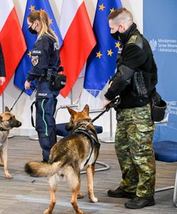 Opieka dla zwierząt w służbie. Projekt MSWiA zaakceptował Jarosław Kaczyński