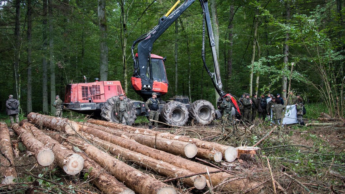 Unia chce karać Polskę kwotą 100 tys. euro za każdy dzień wycinki.