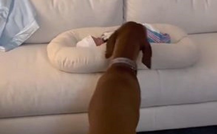 Pierwsze spotkanie psa z noworodkiem. Nagranie rozczula