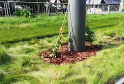 Warszawa. Zielone słupy tramwajowe. Będą oplecione bluszczem