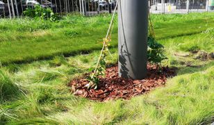 Warszawa. Zielone słupy tramwajowe. Będą oplecione bluszczem