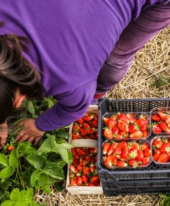 Truskawki za 8 zł? To możliwe, ale jest warunek