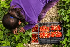 Truskawki za 8 zł? To możliwe, ale jest warunek