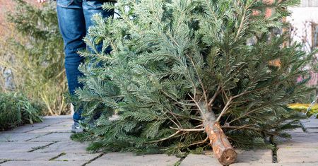 Wcale nie do 6 stycznia. Choinka może postać znacznie dłużej. Ksiądz podał datę