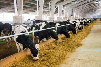 Warmińsko-Mazurskie: Hodowcy zyskają. Szansa dla producentów wołowiny