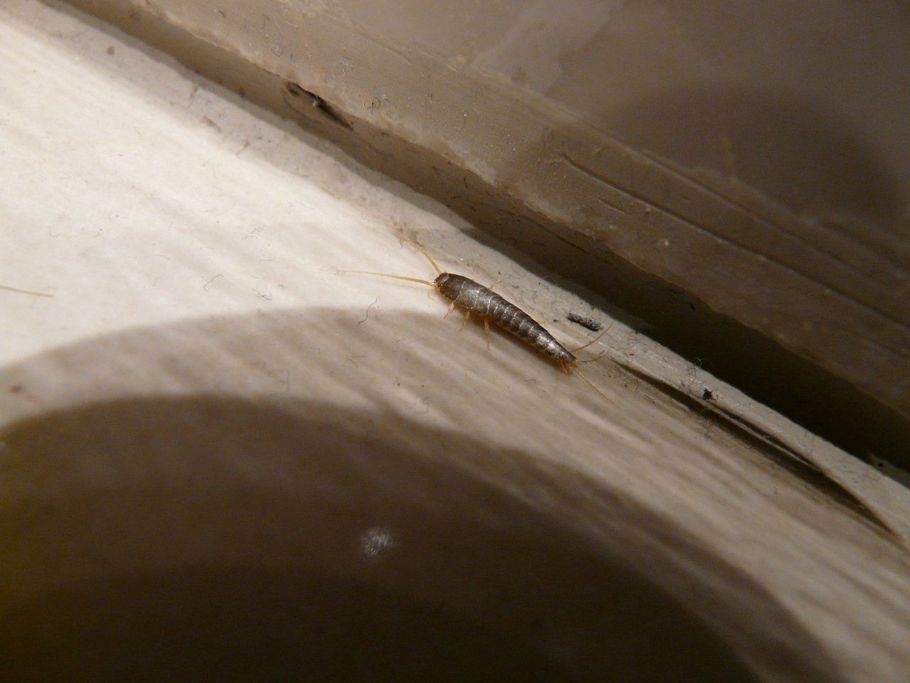 Combating the unseen: A fragrant, effective method to rid your home of silverfish