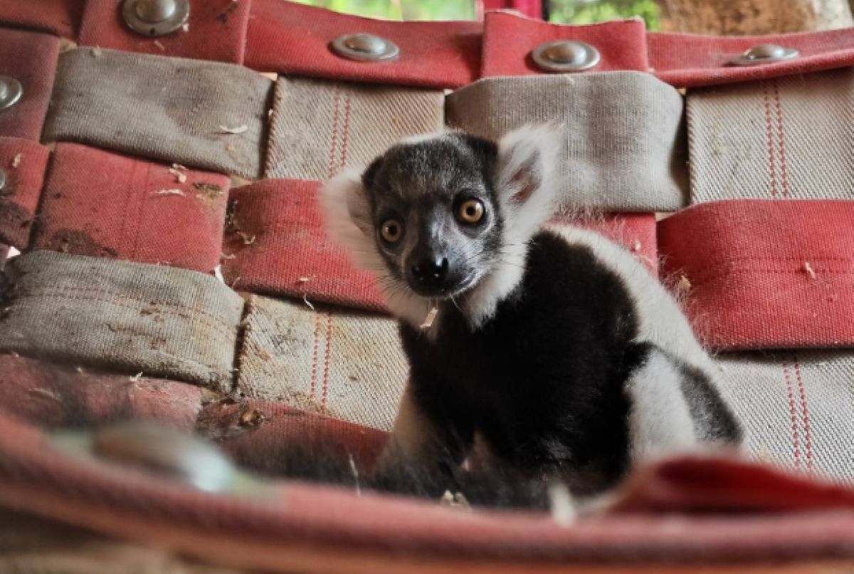 Rapid — mały lemur w śląskim ZOO
