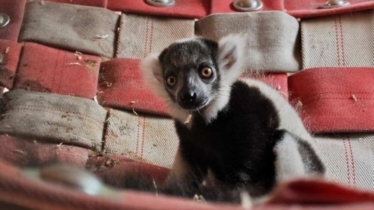 Rapid — mały lemur w śląskim ZOO