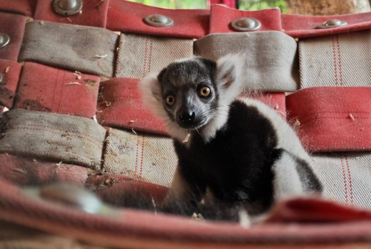 Śląskie ZOO powitało nowego mieszkańca. Pokazali jego zdjęcia