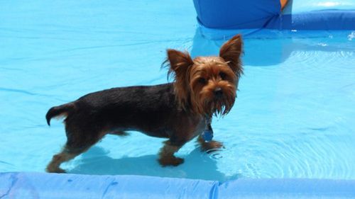 Kwatery wypoczynkowe przyjazne zwierzętom 1