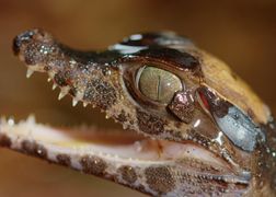 Polsat Viasat Nature HD Życie ekstremalne