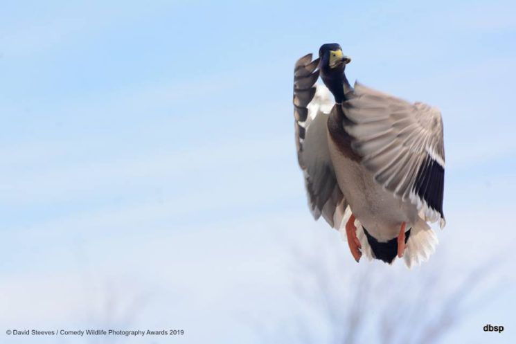 Najśmieszniejsze zwierzęta w konkursie Comedy Wildlife Photography Awards 2019 13
