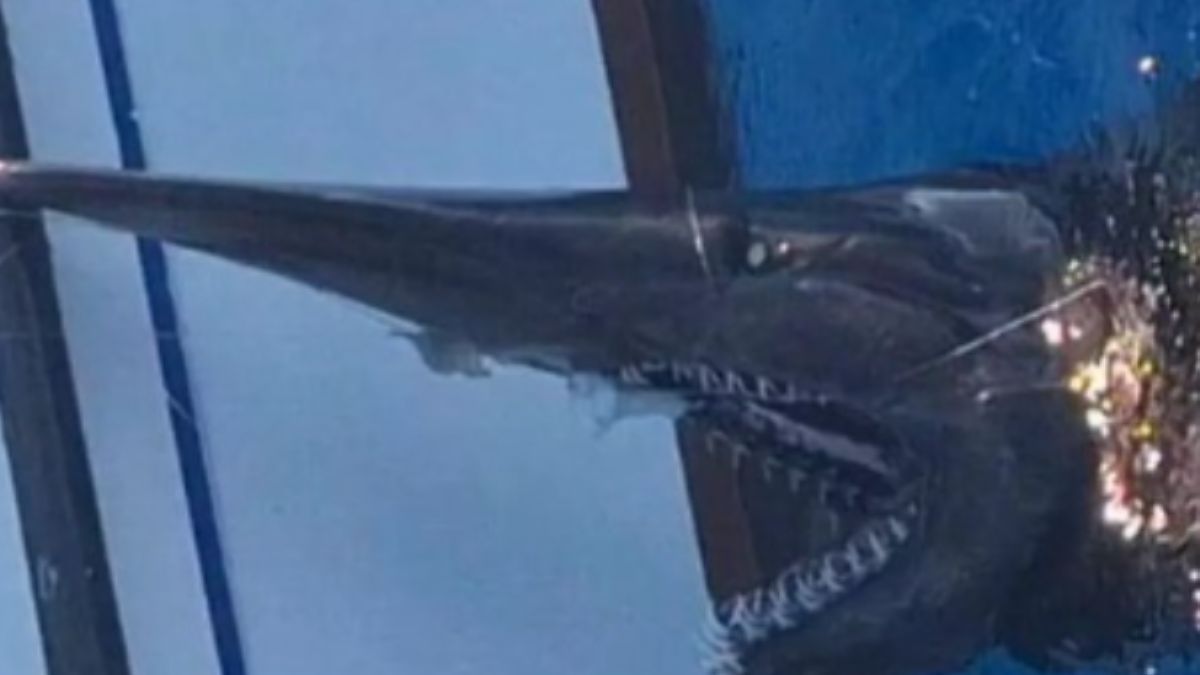 Wędkarzom udało się trafić na rzadki okaz