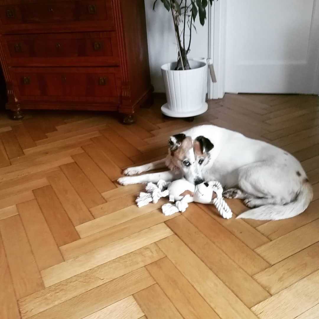 Córka Kasi Dowbor adoptowała psa