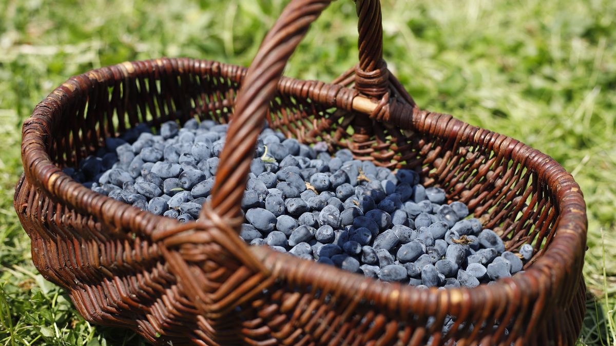 Ile kosztuje jagoda kamczacka w 2025 r.?