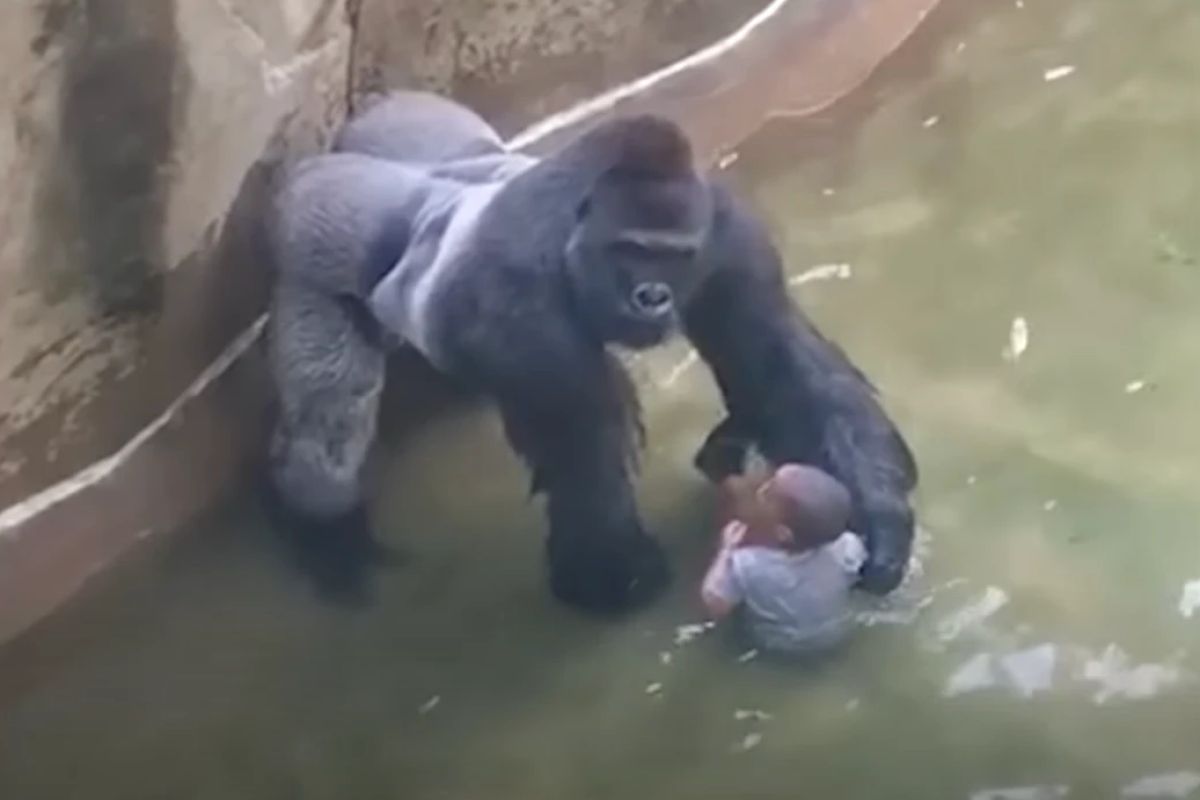 Mija 10 lat od zastrzelenia goryla Harambe. Dziwny wpis Białego Domu