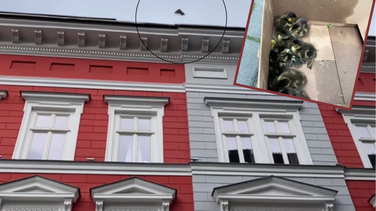 kaczki skaczą z czwartego piętra wprost na przechodniów