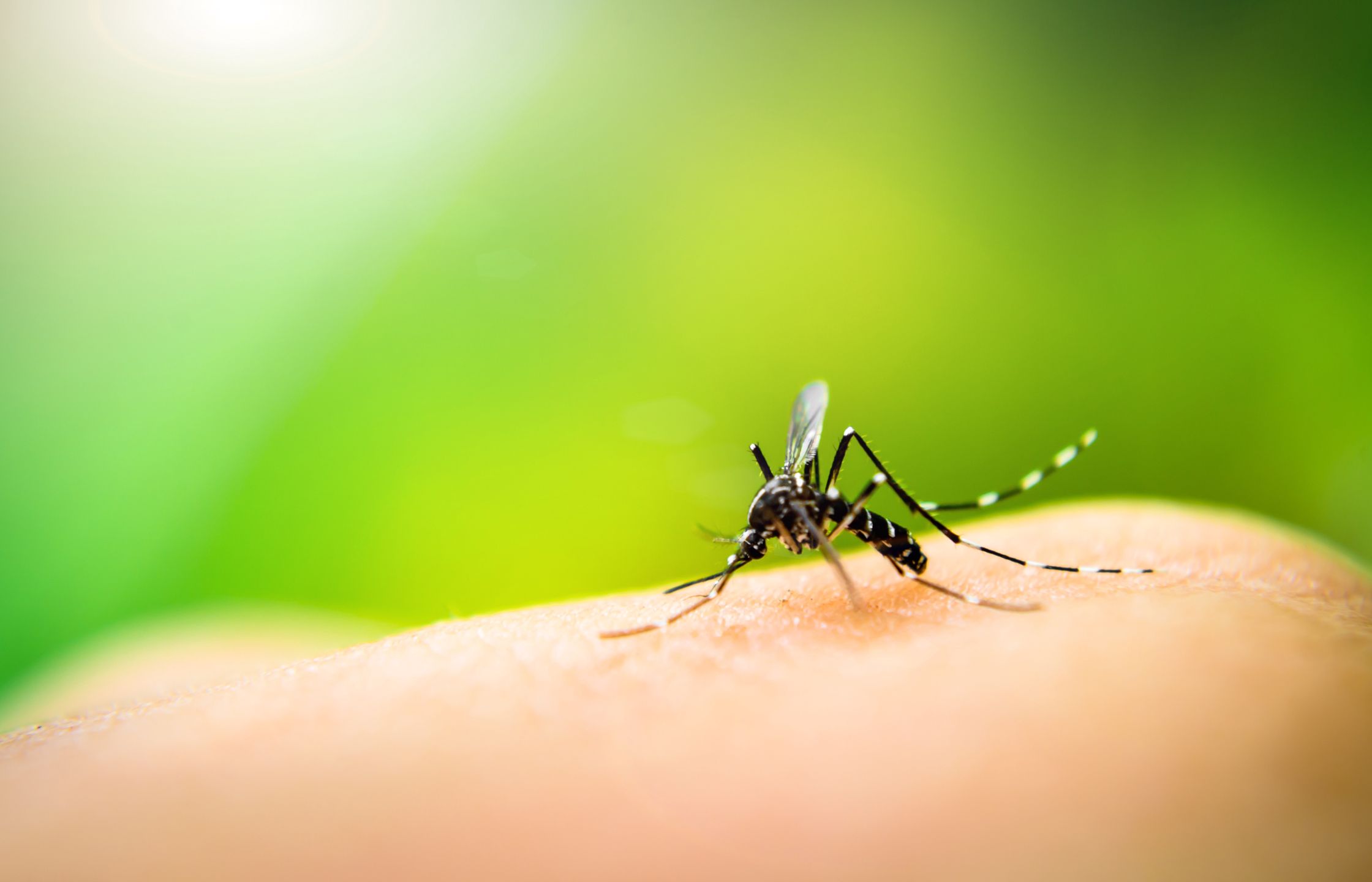 Malarię wywołują ugryzienia komarów grumy Anopheles