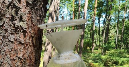 Leśnicy apelują do spacerowiczów. "Uwaga, pułapka"