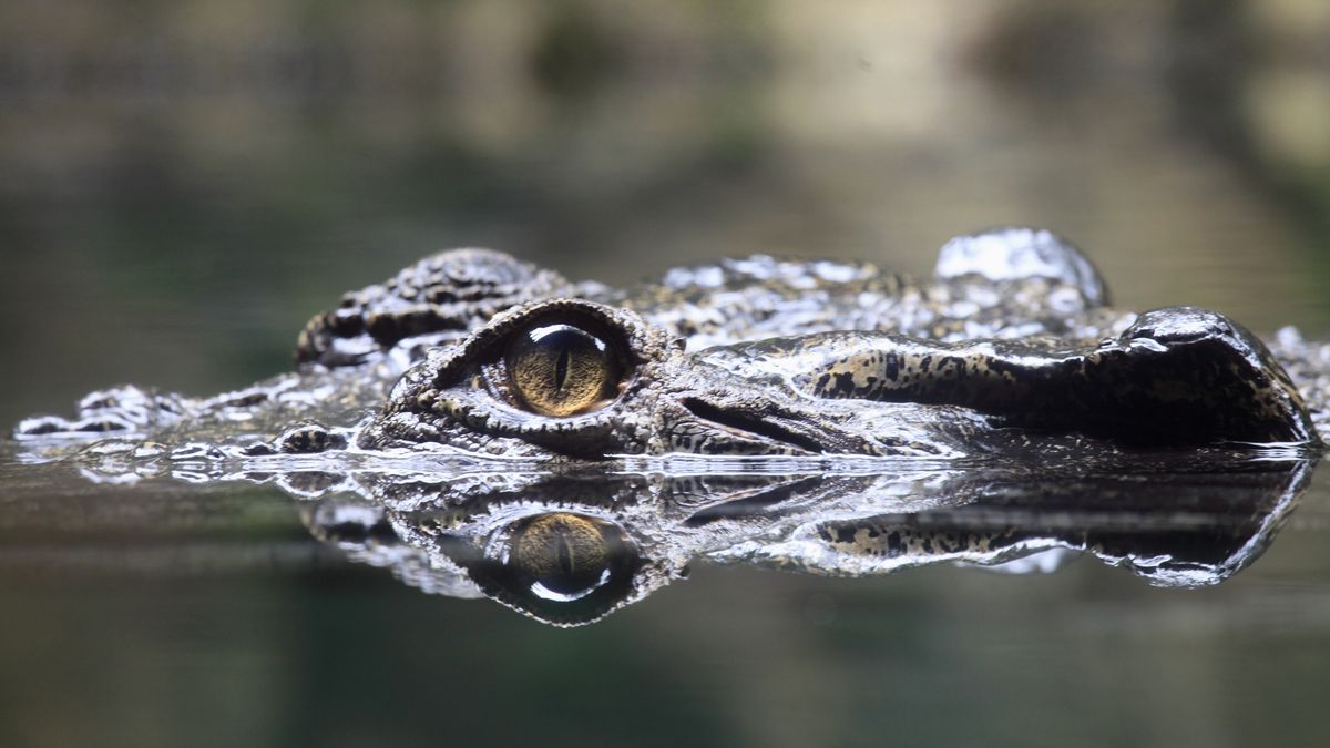 Saltwater crocodile
Saltwater crocodile, crocodylus porosus, Singapore Zoo,
Tibor Bognar
confined:CB2, close-up view:CB2, wildlife:CB2, zoo:CB2, danger:CB2, daytime:CB2, watching:CB2, outdoors:CB2, one animal:CB2, nobody:CB2, animal behavior:CB2, estuarine crocodile:CB2, Singapore:CB2, surfacing:CB2, animal eye:CB2, reflection:CB1, singapore zoo:CB2