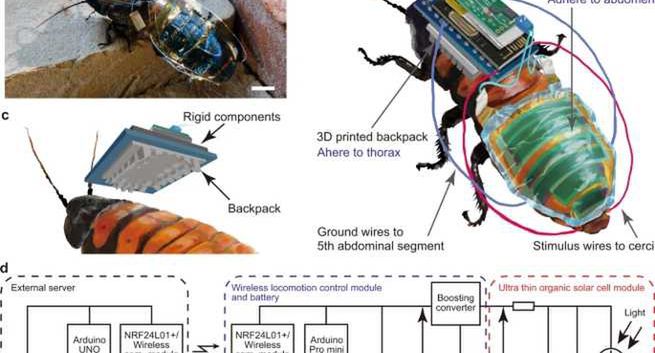 Naukowcy stworzyli owada-cyborga