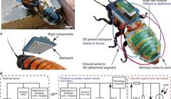 Naukowcy stworzyli owada-cyborga