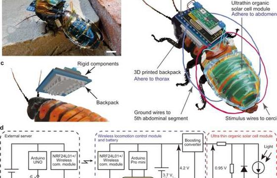 Naukowcy stworzyli owada-cyborga
