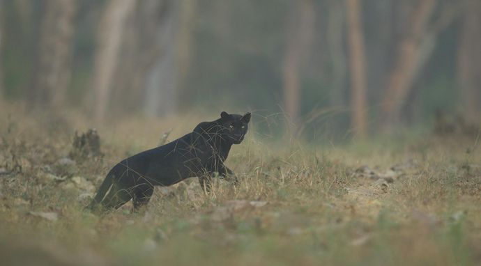 Czarna pantera