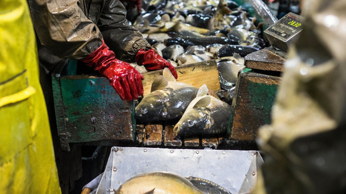 Hodowcy karpi są zaniepokojeni kierunkiem zmian.