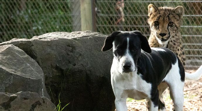 Niesamowite przyjaźnie wśród zwierząt