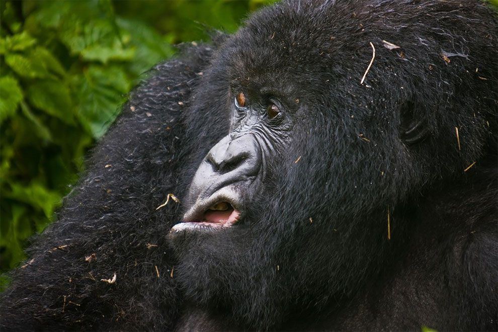 Najzabawniejsze zdjęcia finalistów The Comedy Wildlife Photography Awards 2017 10
