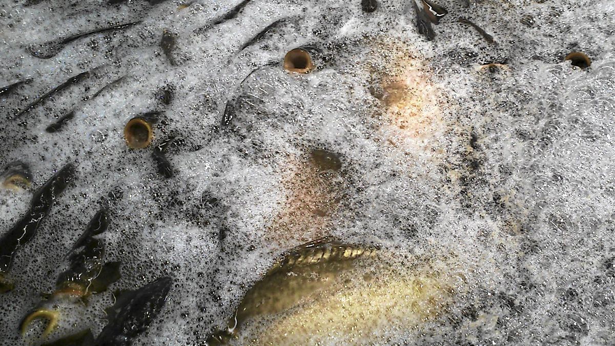 Karp to nieodłączny element świątecznej tradycji. Rok w rok pojawiają się jednak zdjęcia z ich fatalnego przechowywania