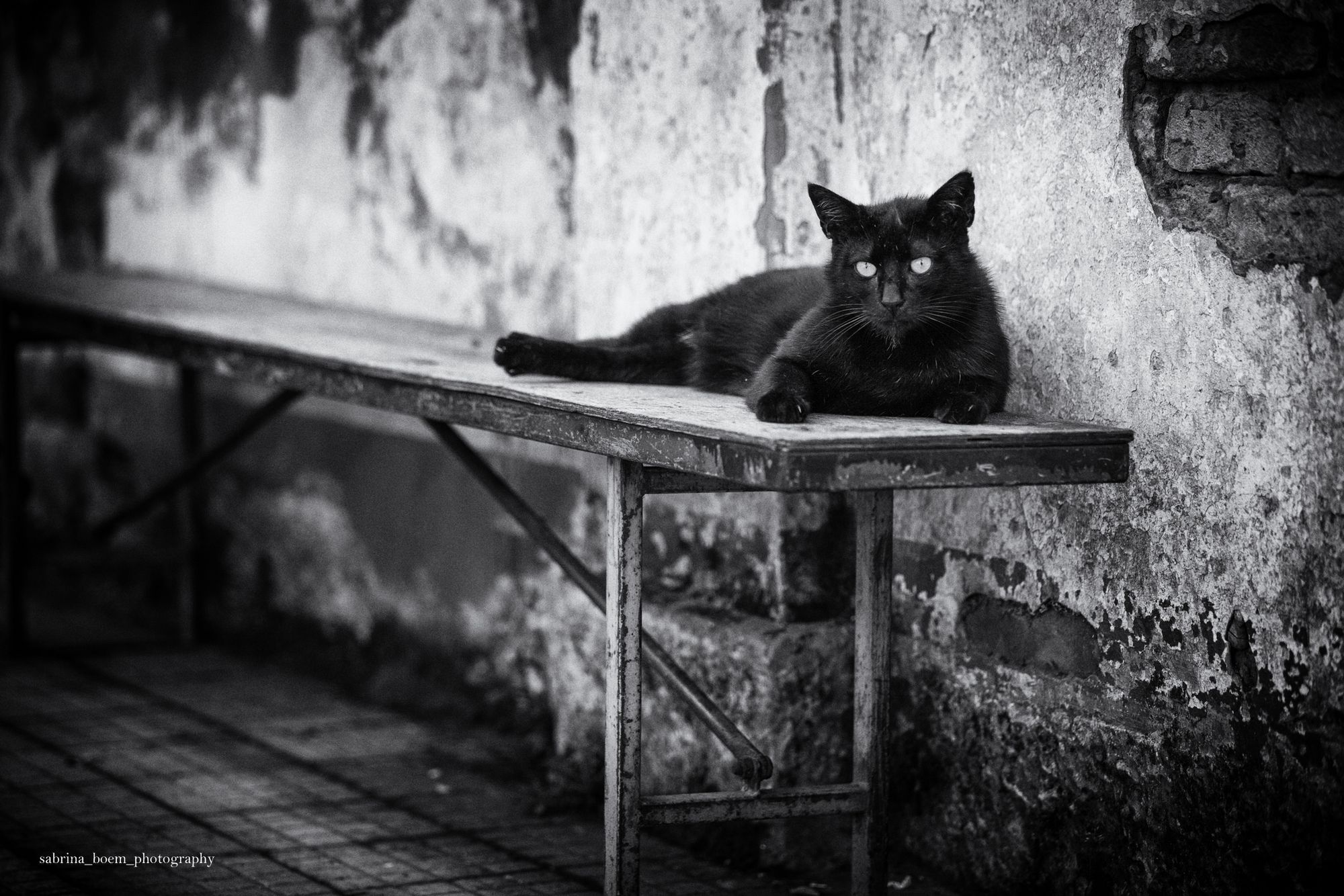 Sabrina Boem oddaje cześć bezdomnym i opuszczonym kotom w swoim projekcie fotograficznym 19