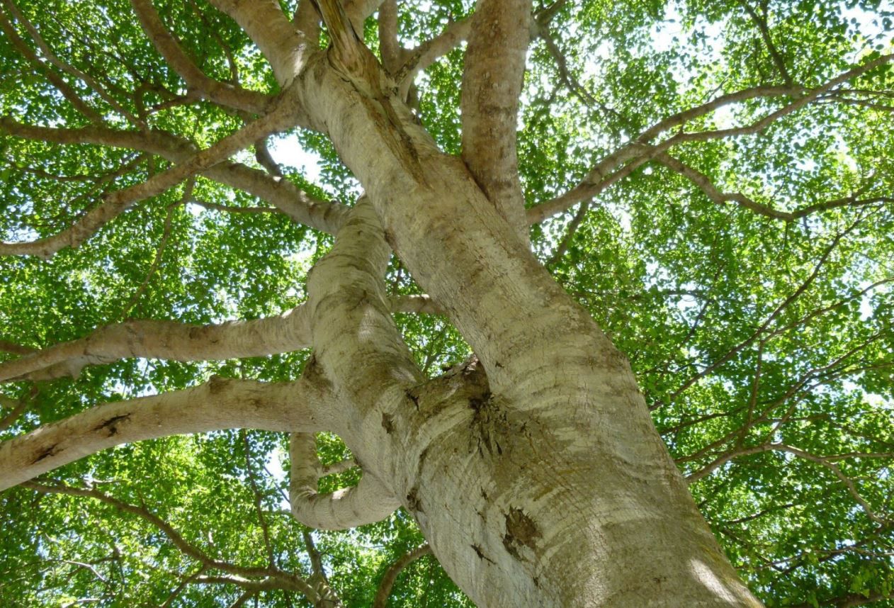 Manchineel - najniebezpieczniejsze drzewo świata