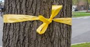 Zawieś żółtą wstążkę w ogrodzie. Uciążliwy problem zniknie