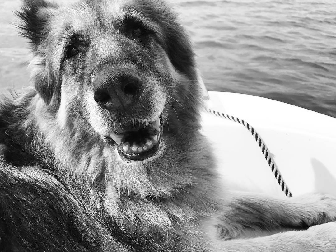 Pies Oli Kwaśniewskiej Falunia nie żyje