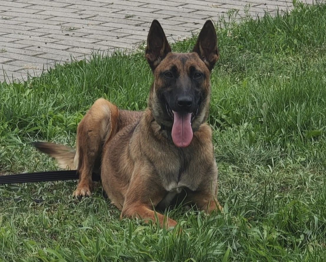 Biała Podlaska: Do komendy powrócił pies służbowy Westka