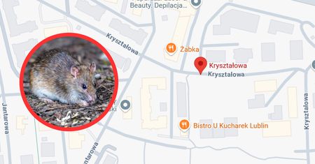 Mieszkańcy osiedla w Lublinie przerażeni. "Szczury wielkości kotów"