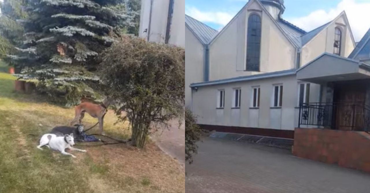 "Psy pod kościołem, a właścicielka na mszy". Szokujące wideo z Poznania