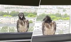 Poznańskie ZOO przekazało przykre wieści. Nie żyje orłosęp