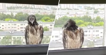 Poznańskie ZOO przekazało przykre wieści. Nie żyje orłosęp
