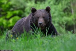 Niedźwiedź zaatakował dwie osoby. Dramat na Słowacji