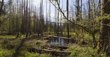 W nadleśnictwie Białowieża do lasu nie wejdziesz. Do odwołania